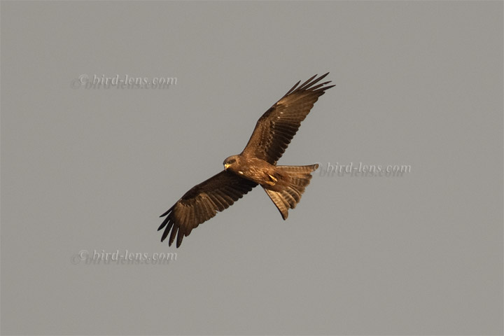 Schmarotzermilan Schmarotzermilan